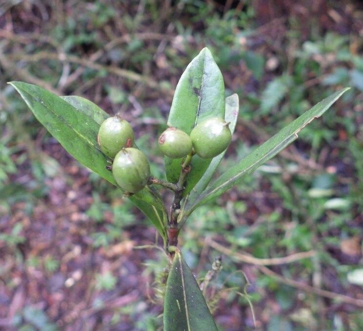 Ixora trichocalyx — search result for 'Ixora'