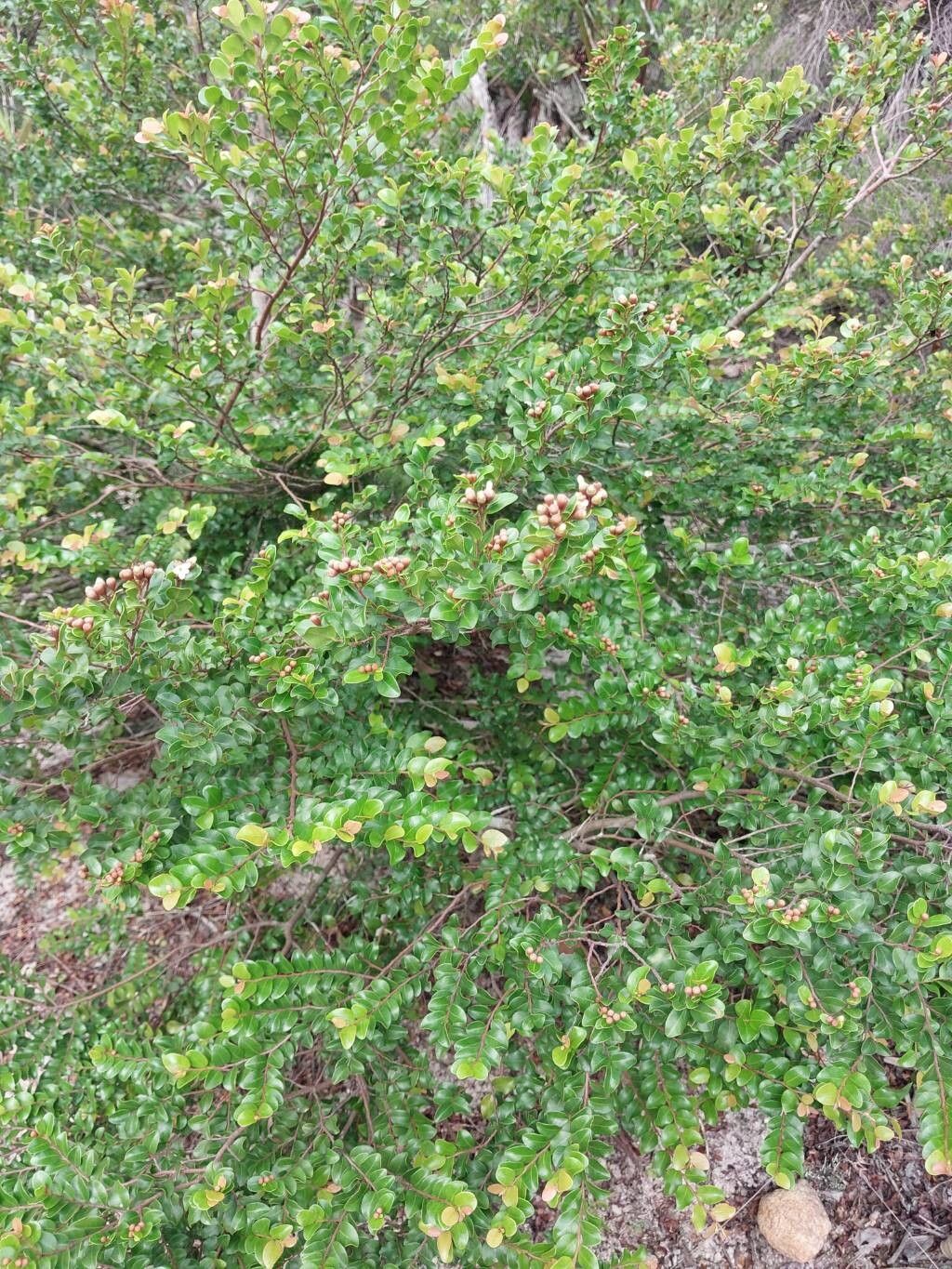 Leptolaena pauciflora habit