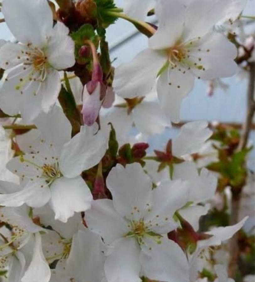 Prunus nipponica — houseplant care guide