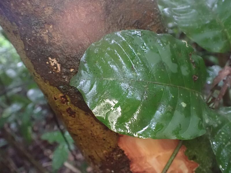 Lecaniodiscus cupanioides leaf