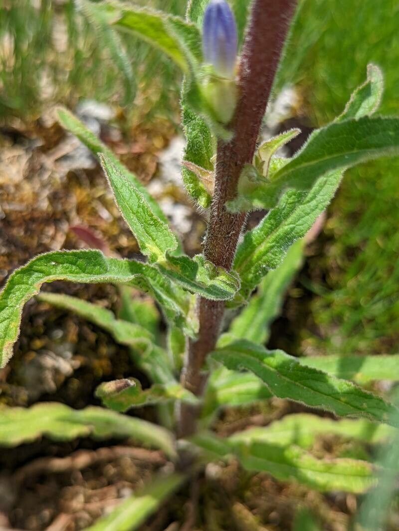 Campanula moesiaca leaf