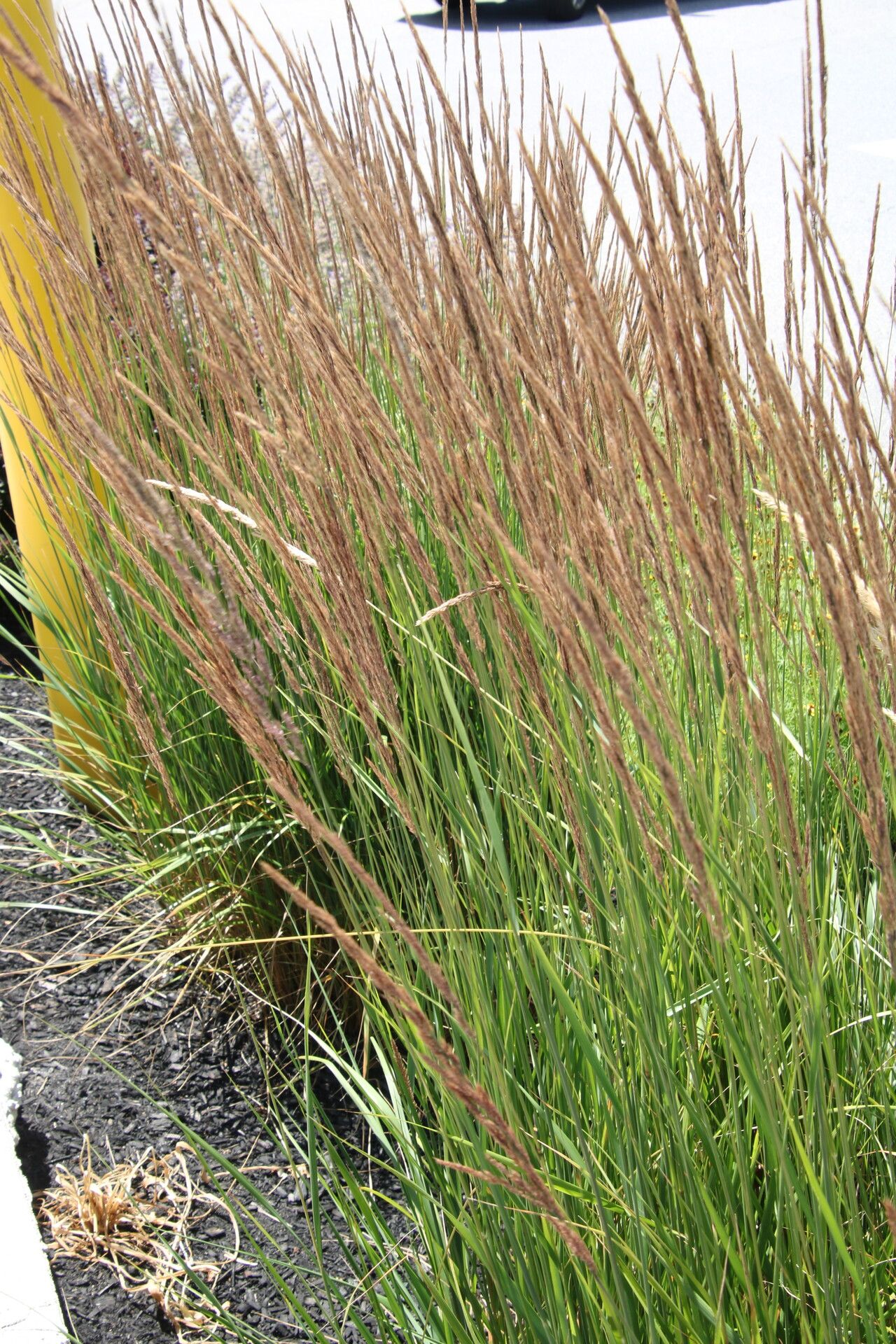 Calamagrostis neglecta flower