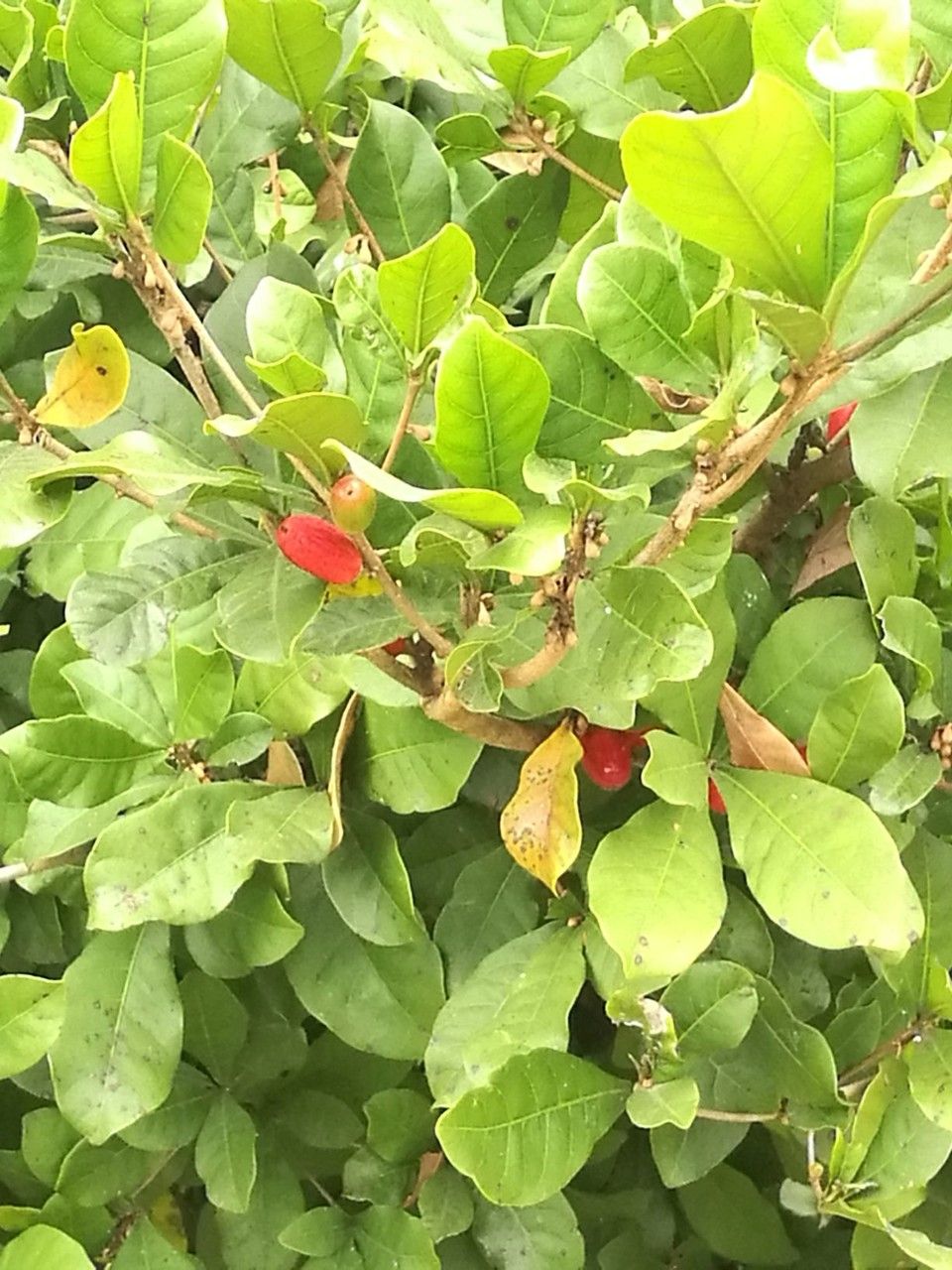 Synsepalum dulcificum fruit