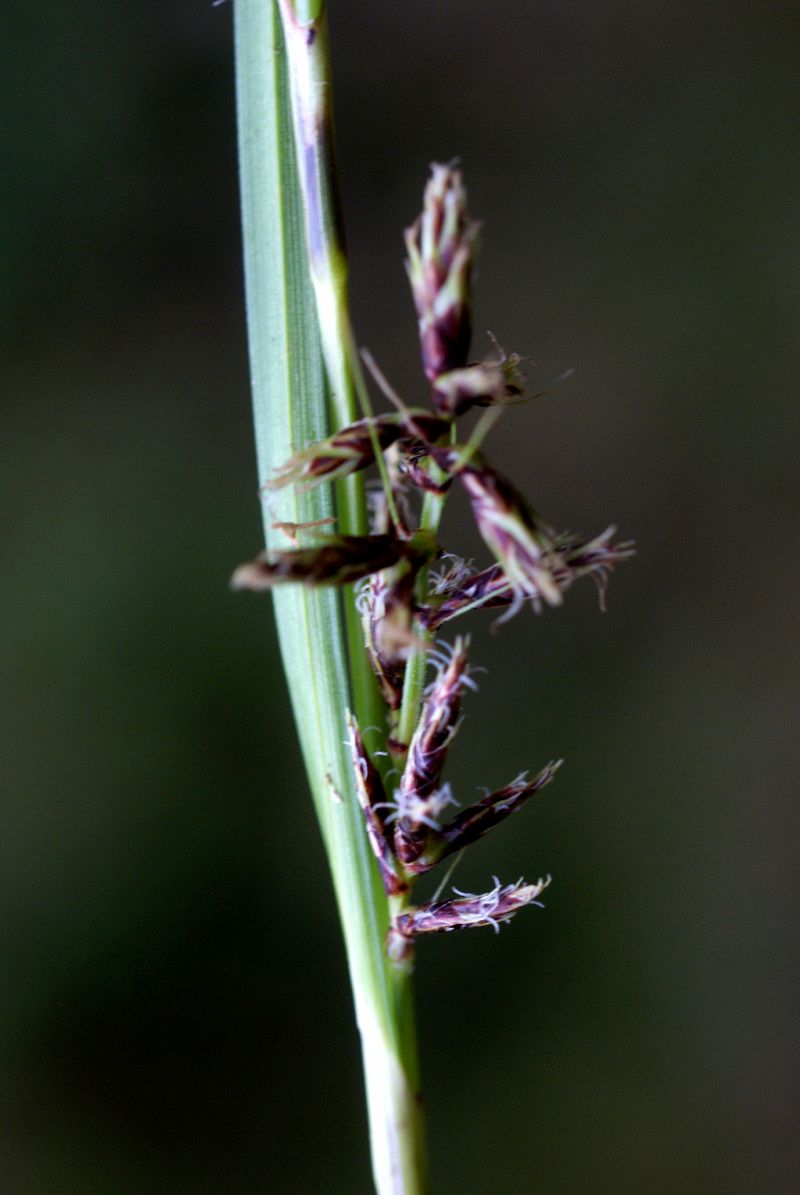 Carex wahlenbergiana flower