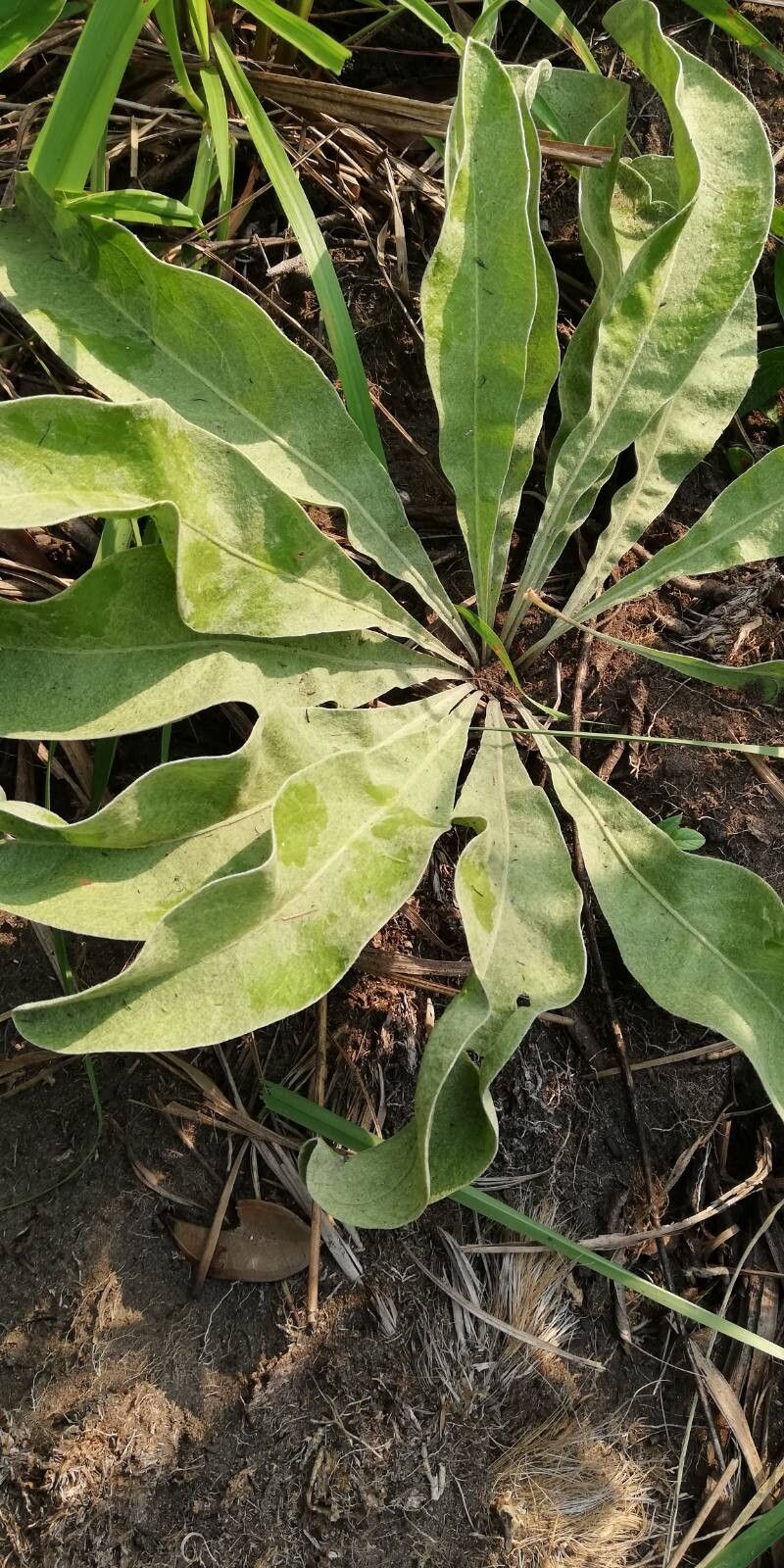 Helichrysum mechowianum — houseplant care guide