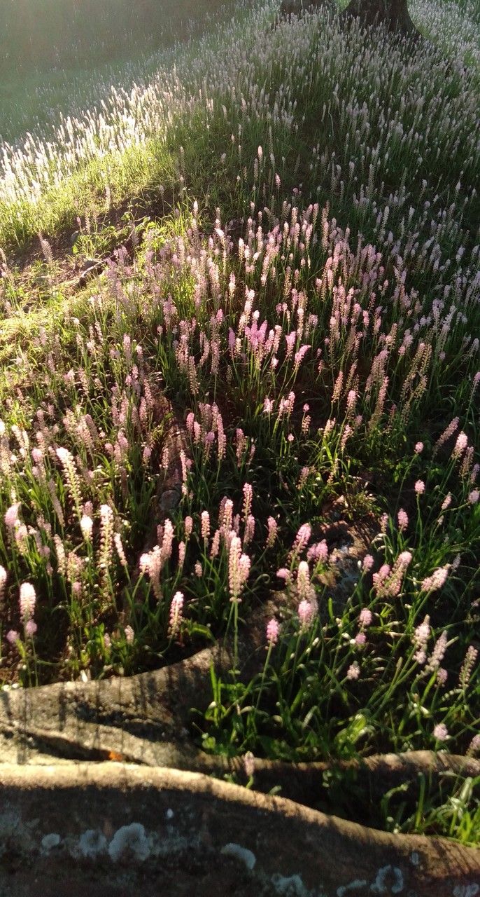 Barnardia japonica habit