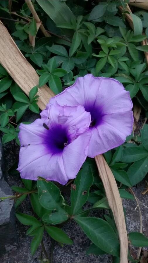 Ipomoea cairica flower