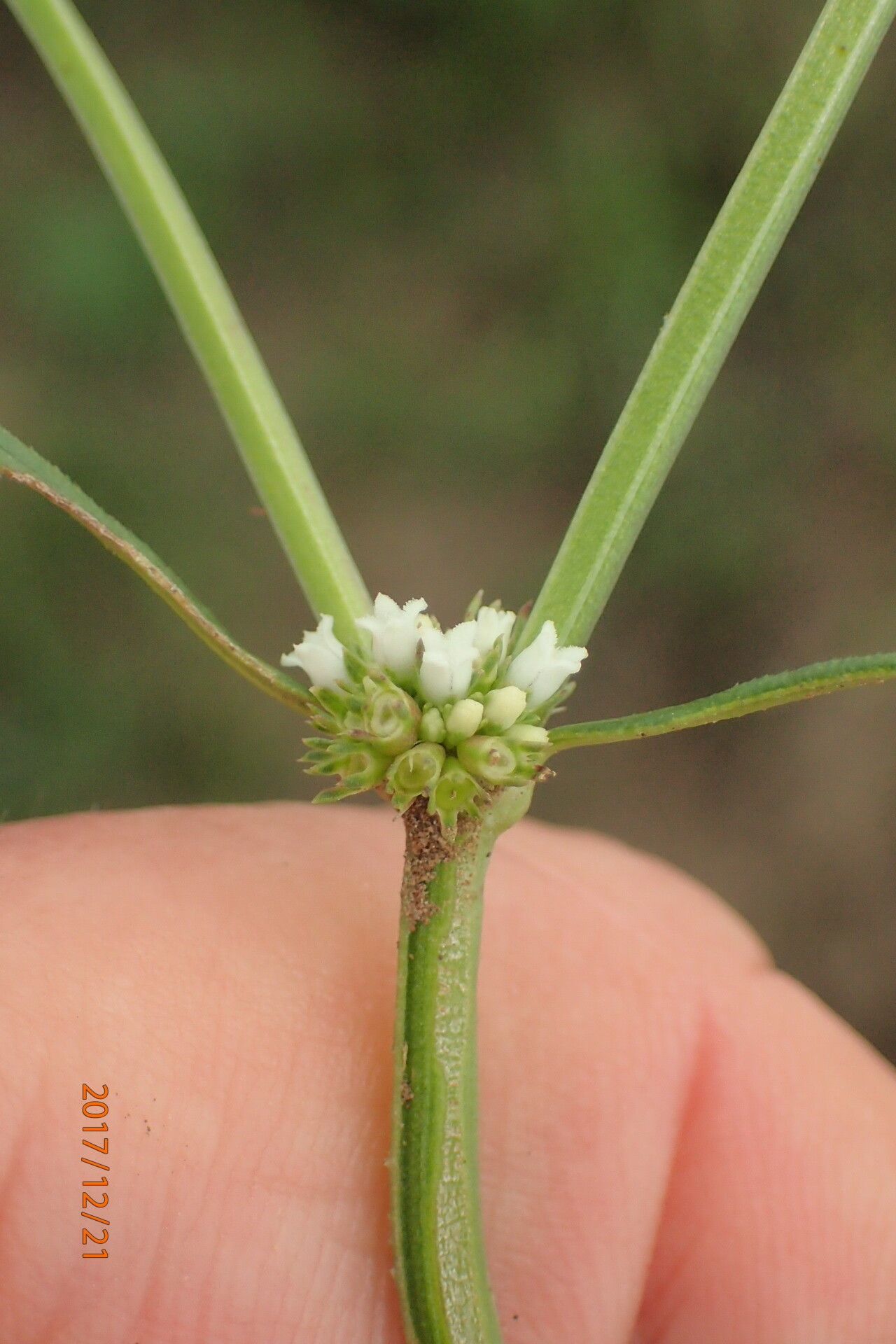 Spermacoce natalensis flower