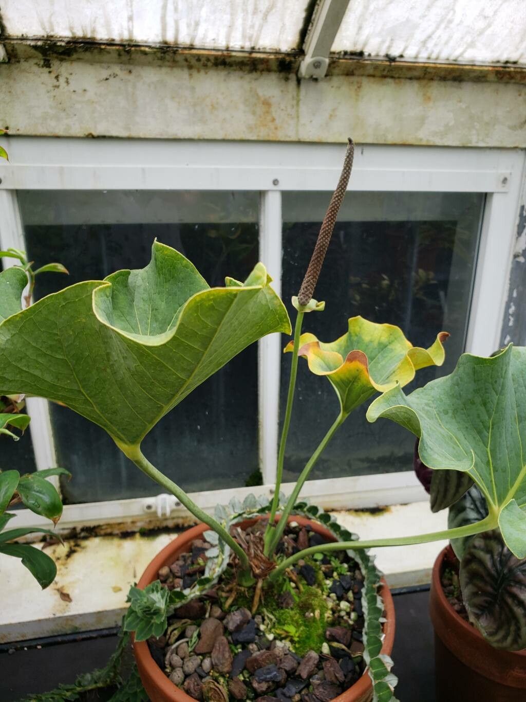 Anthurium andicola habit