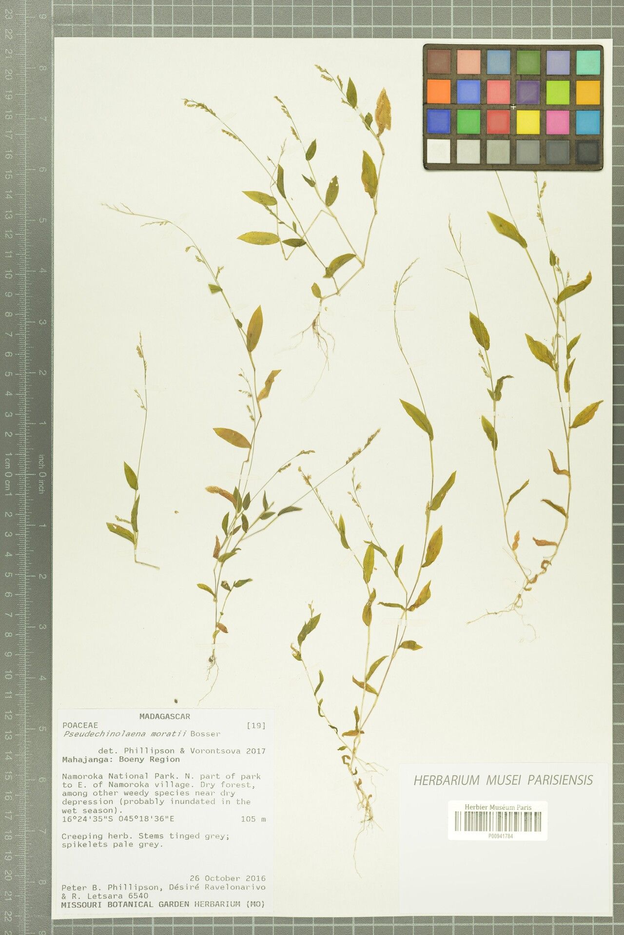 Pseudechinolaena moratii — related species from the same genus