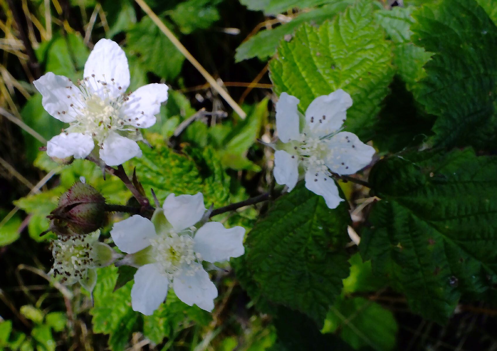 Rubus echinatus flower