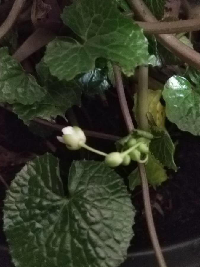 Eutrema japonicum flower