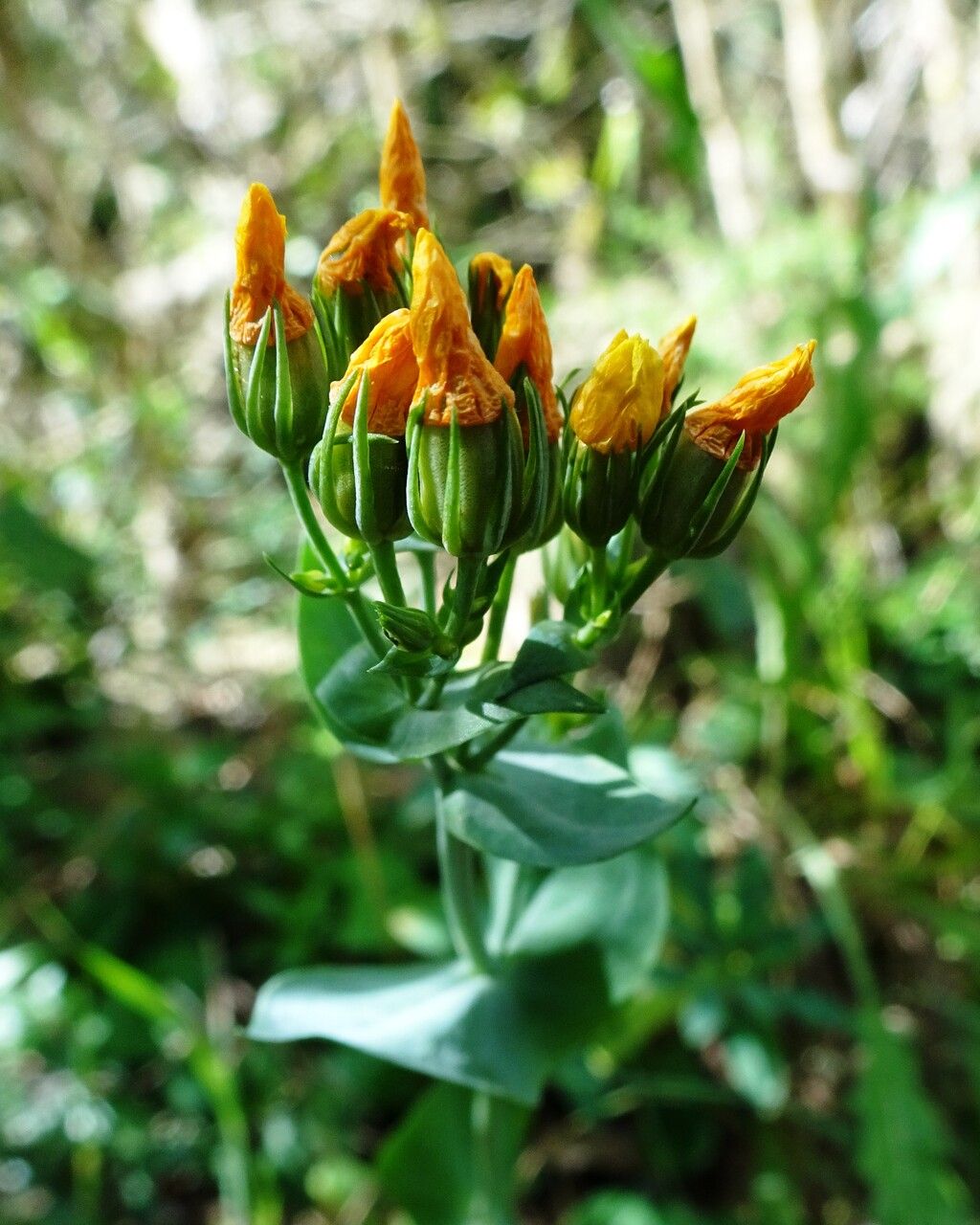 Blackstonia perfoliata flower