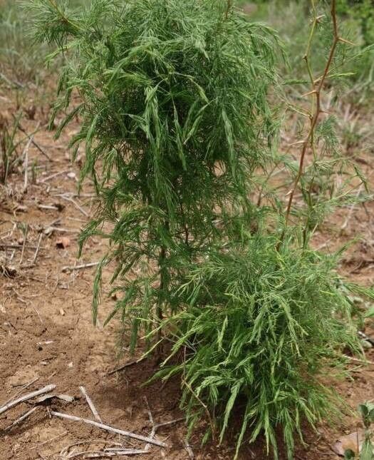 Asparagus buchananii habit