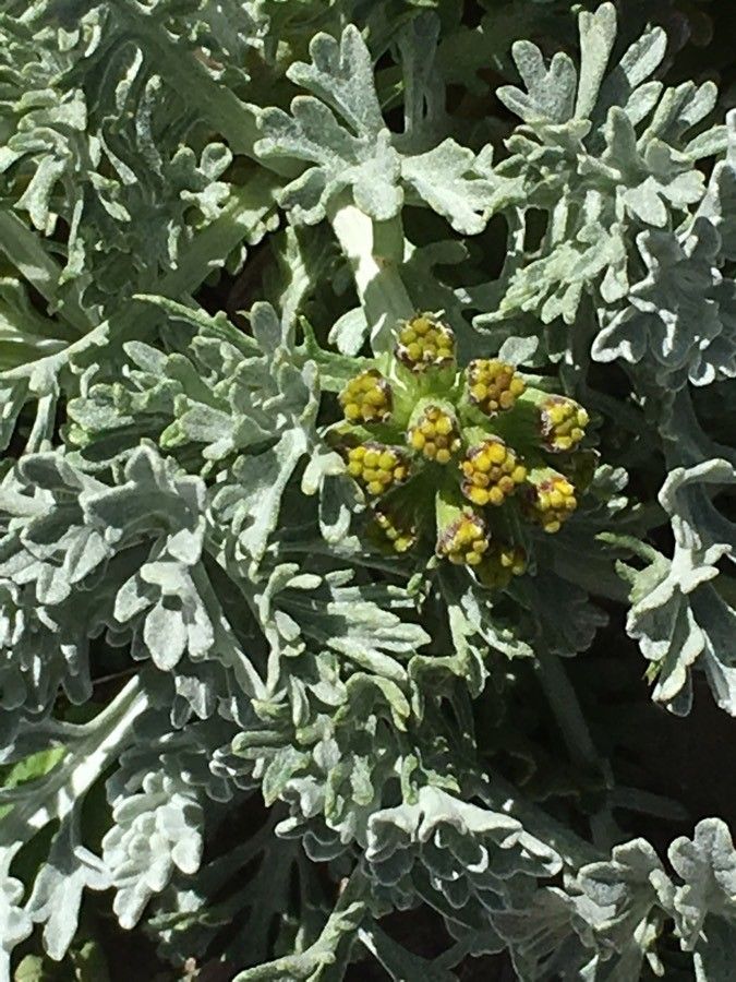 Jacobaea incana flower