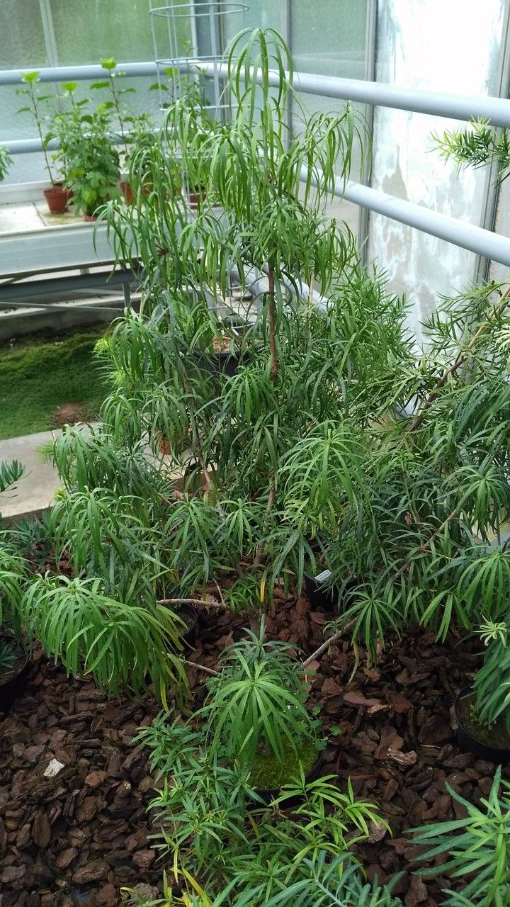 Falcatifolium taxoides habit