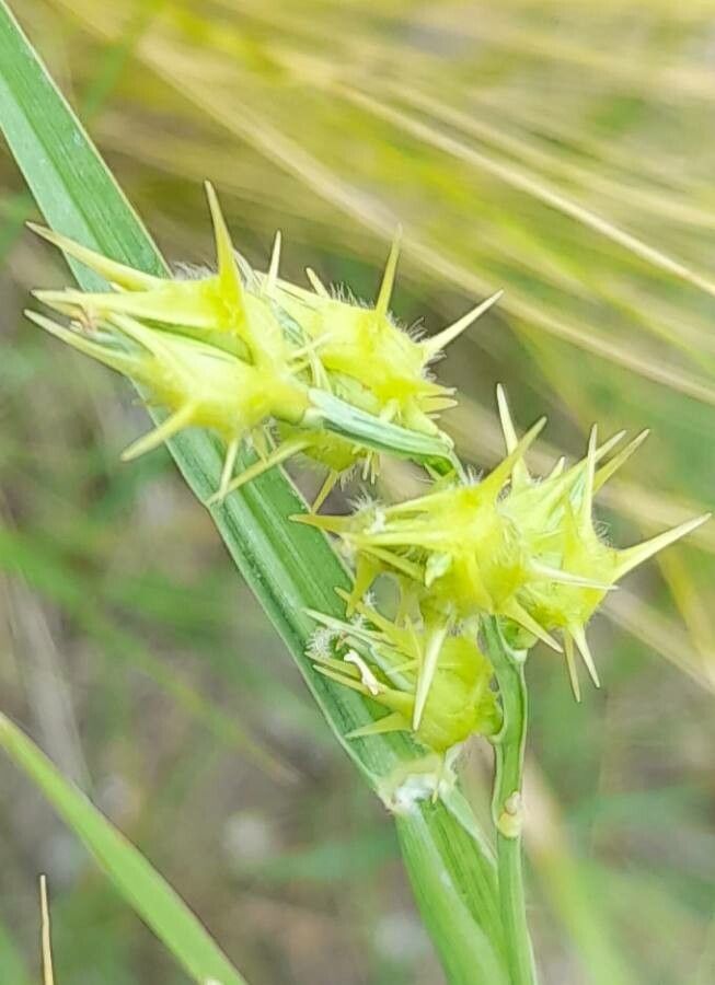 Cenchrus incertus fruit