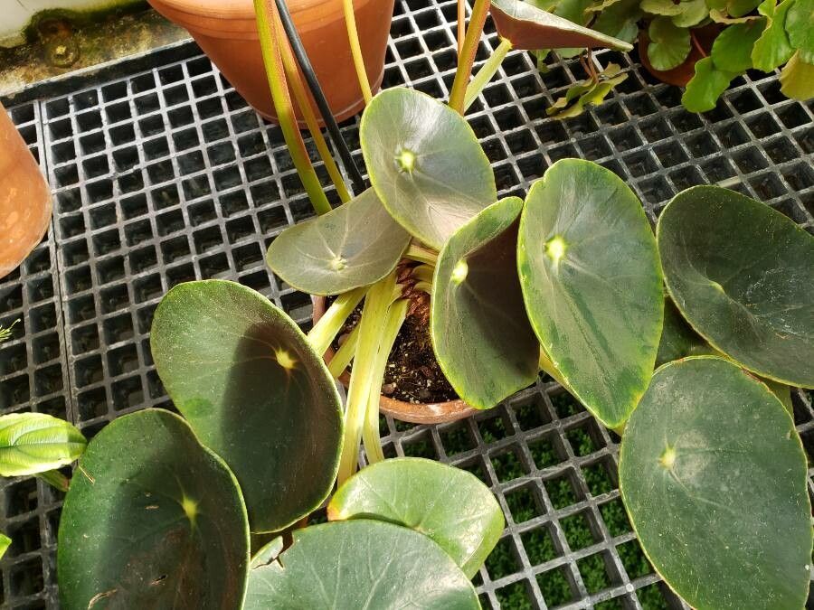 Begonia santos-limae habit