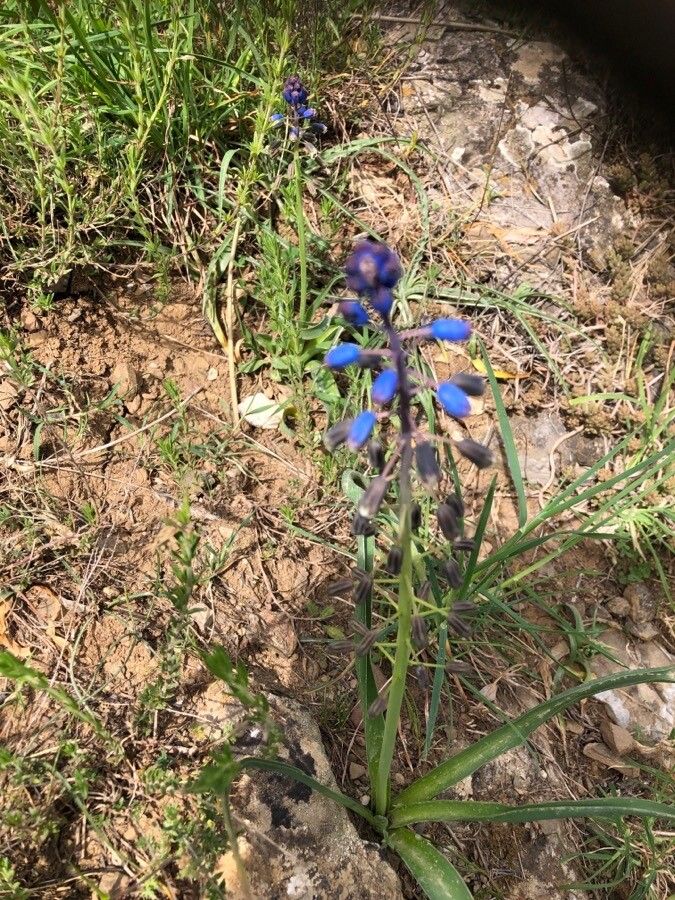 Bellevalia hackelli flower