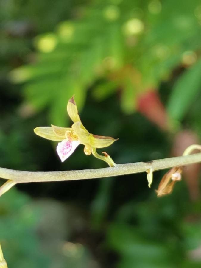 Eulophia graminea flower