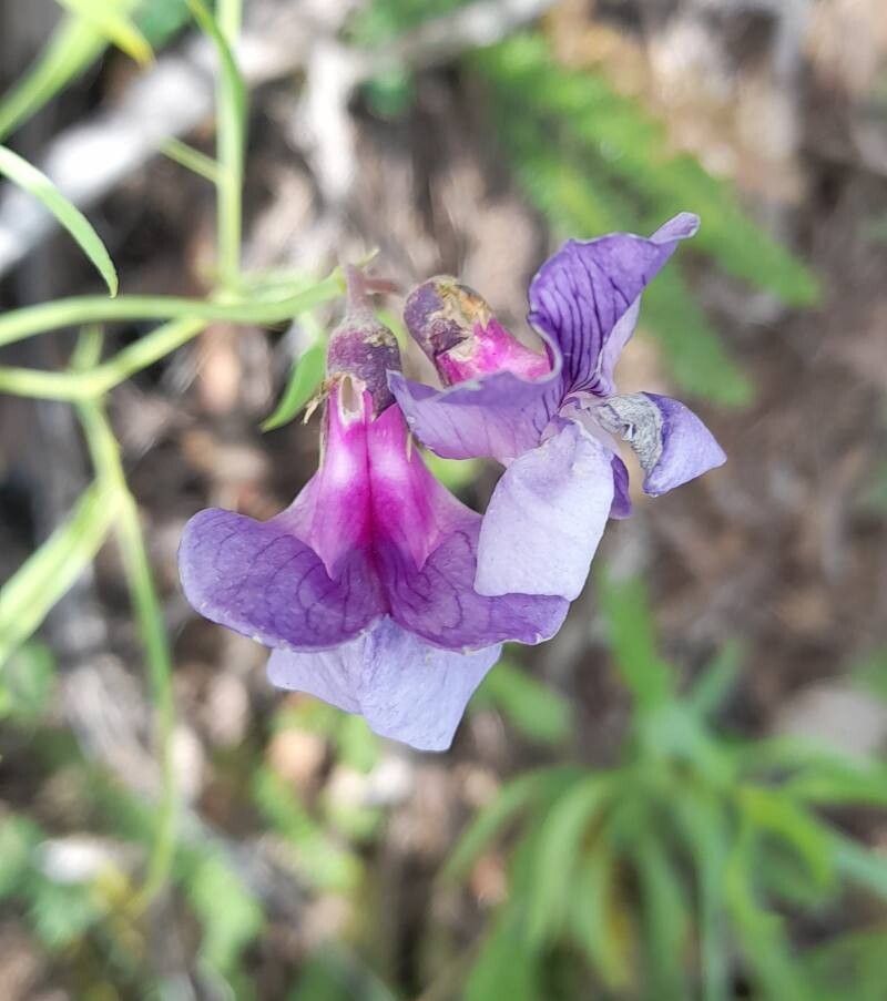 Lathyrus berteroanus flower