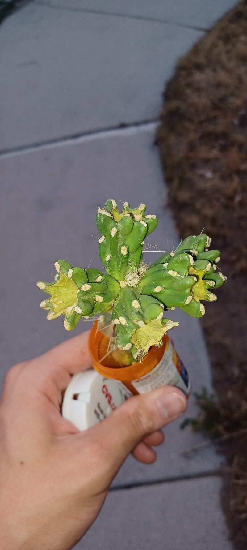 Cylindropuntia imbricata fruit