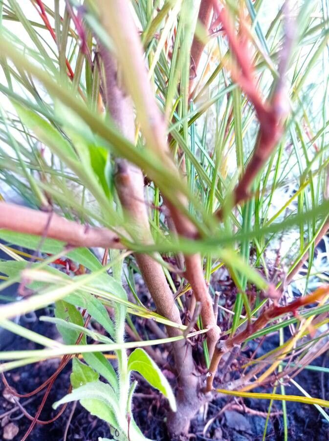 Grevillea johnsonii bark