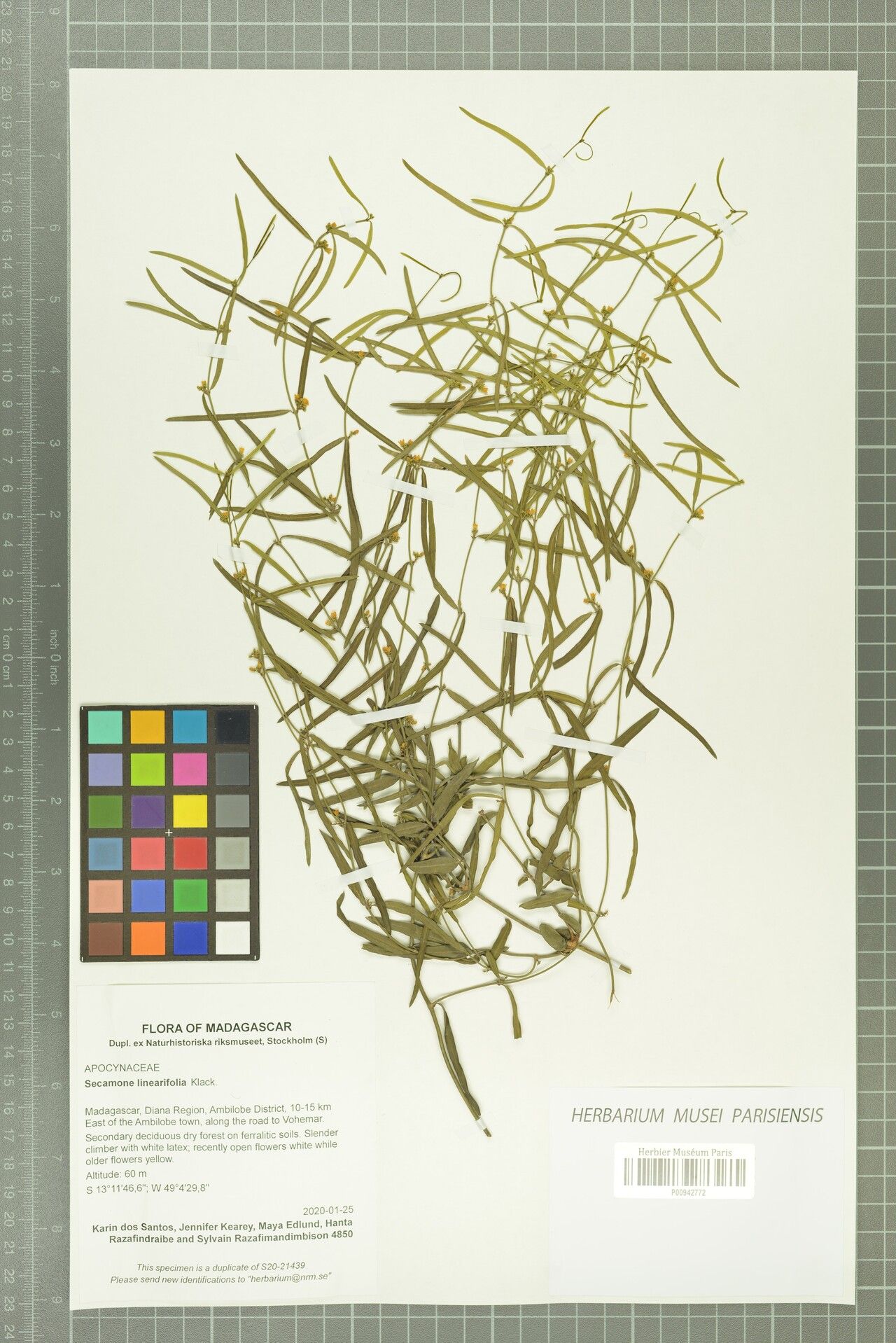 Secamone linearifolia — houseplant care guide