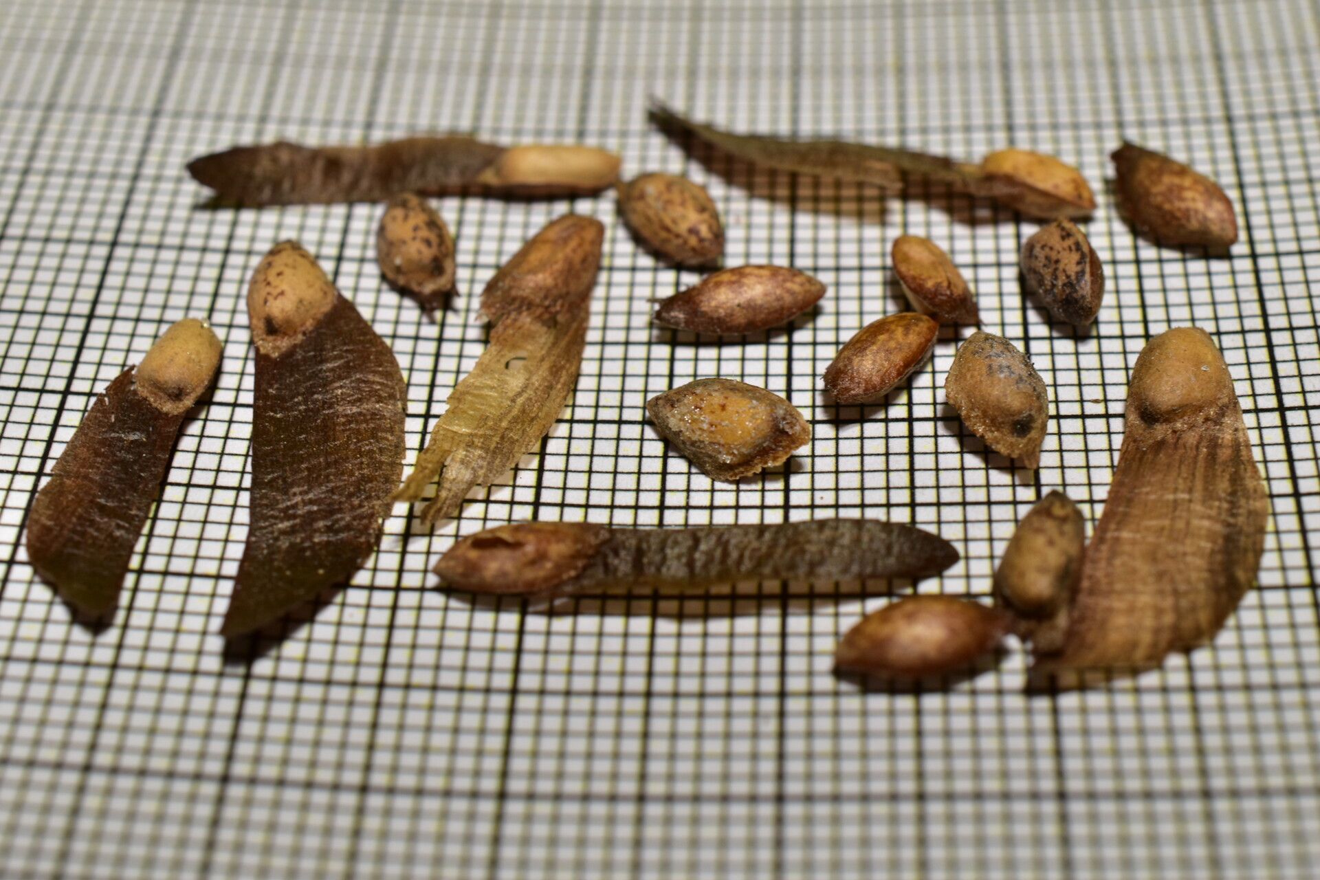 Pinus engelmannii fruit