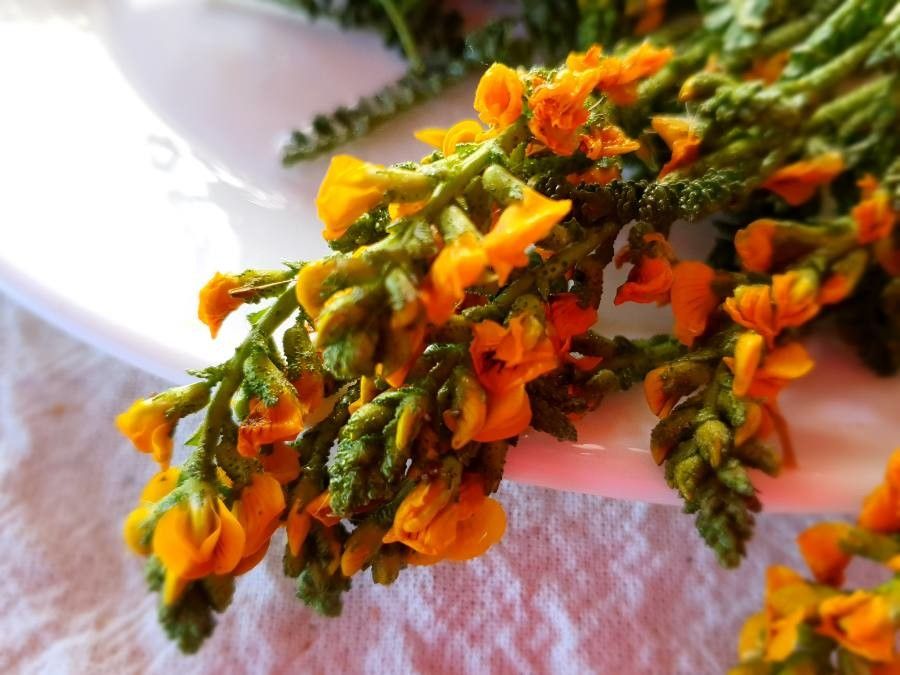 Adesmia boronioides flower