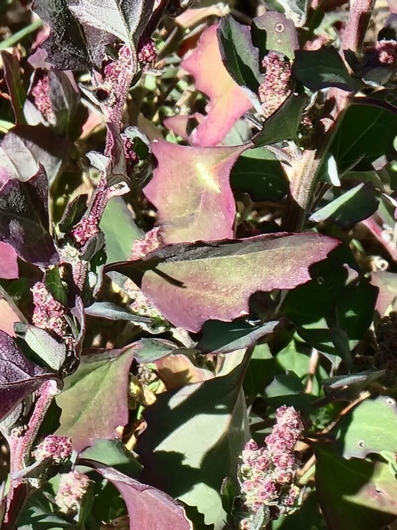 Atriplex rosea — search result for 'Atriplex'