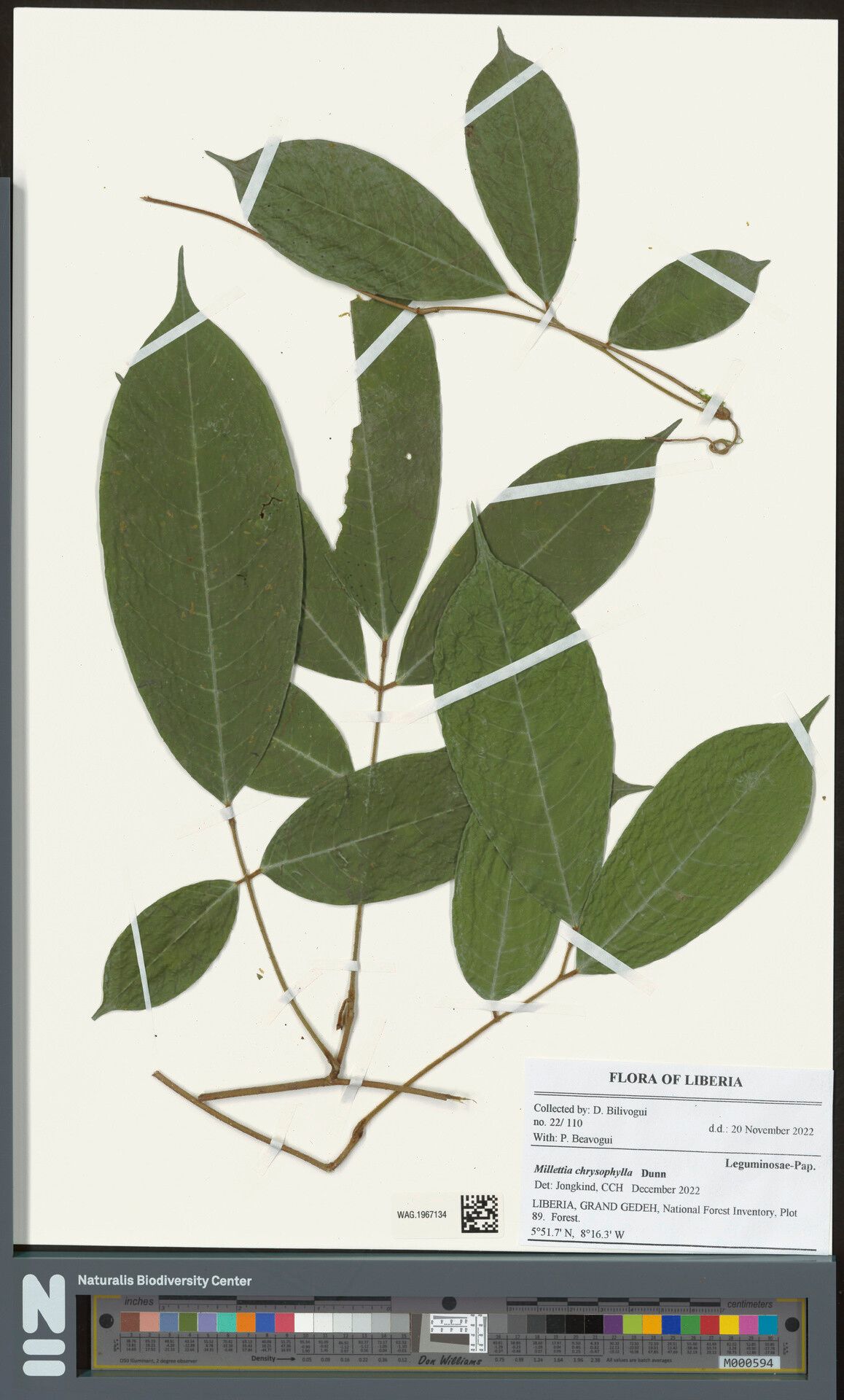 Millettia chrysophylla — houseplant care guide