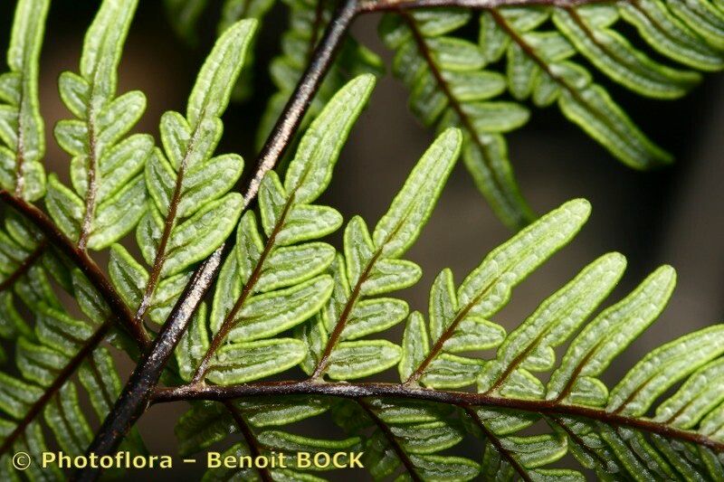 Allosorus fragilis other