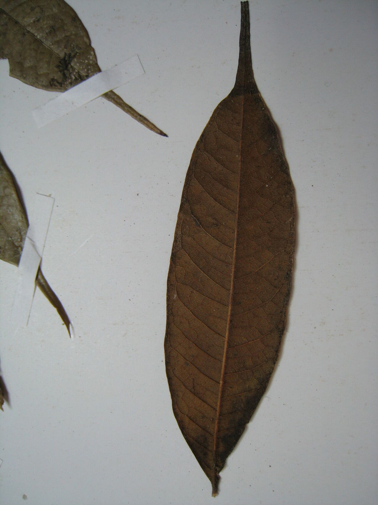 Talisia pilosula other