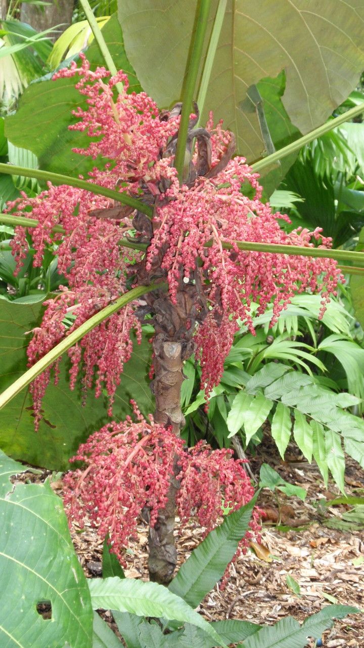 Macaranga grandifolia flower