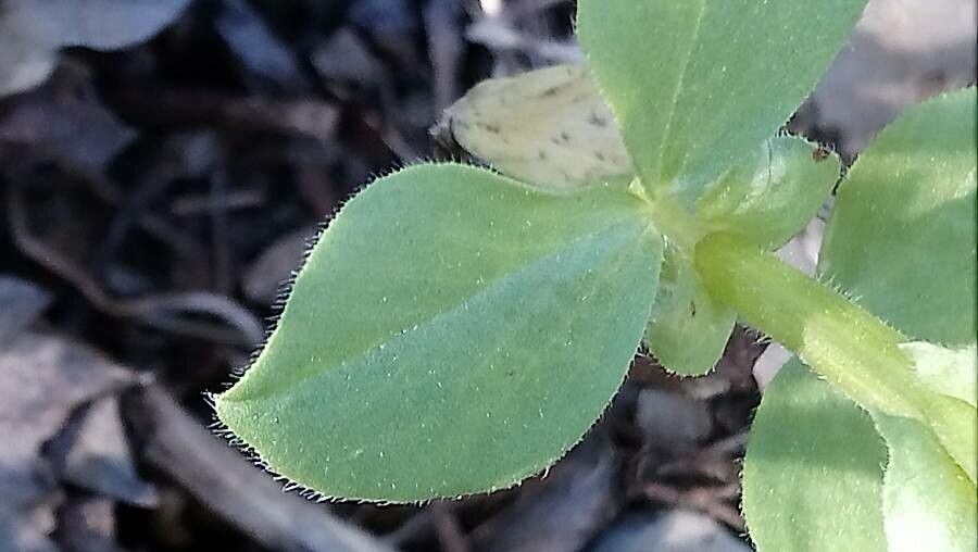 Vicia johannis — houseplant care guide