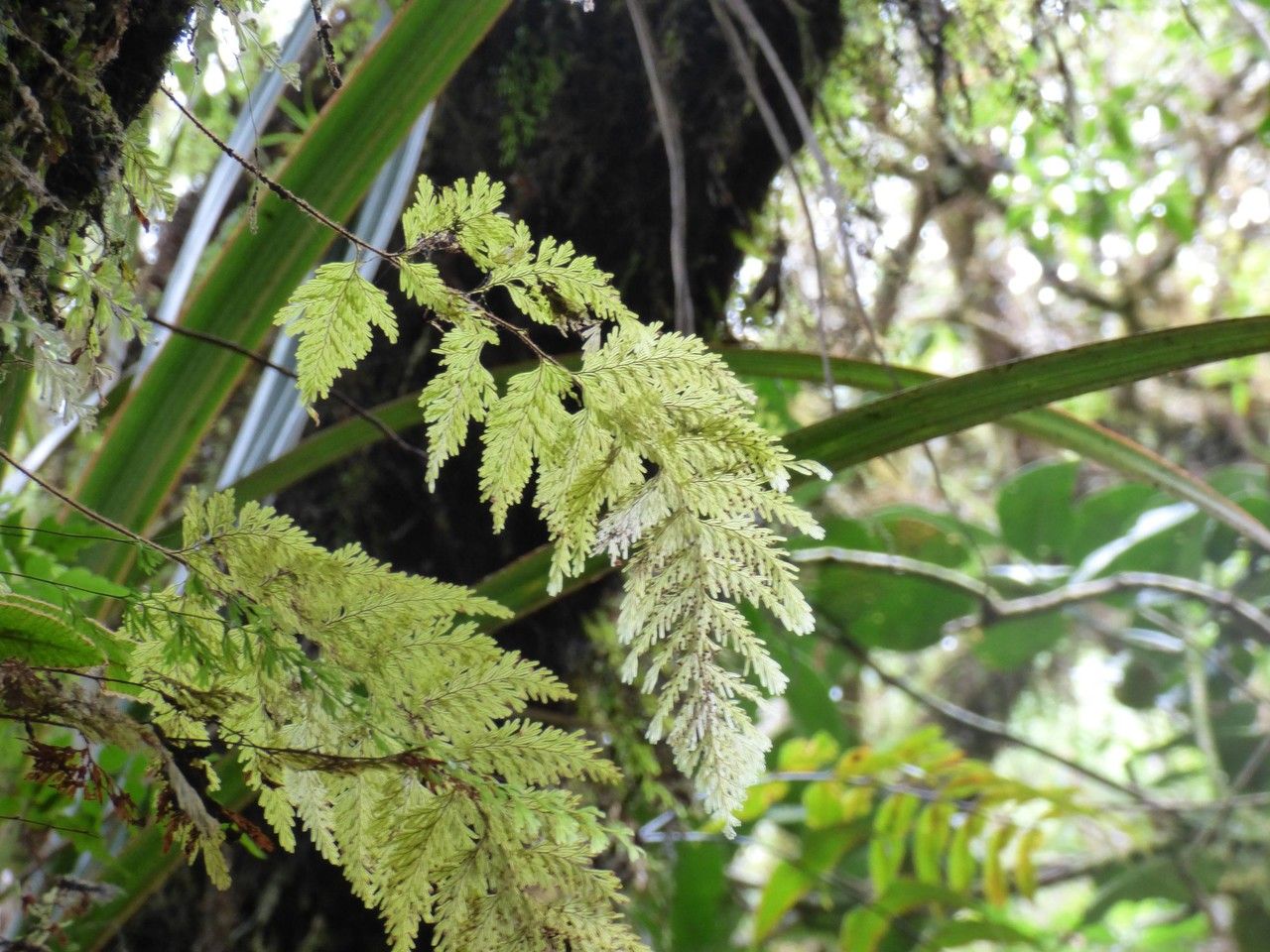 Hymenophyllum inaequale — houseplant care guide