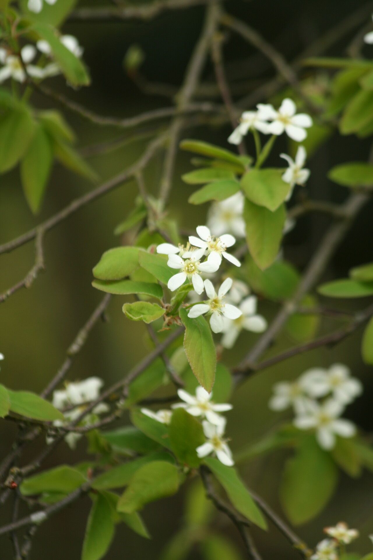 Amelanchier bartramiana flower