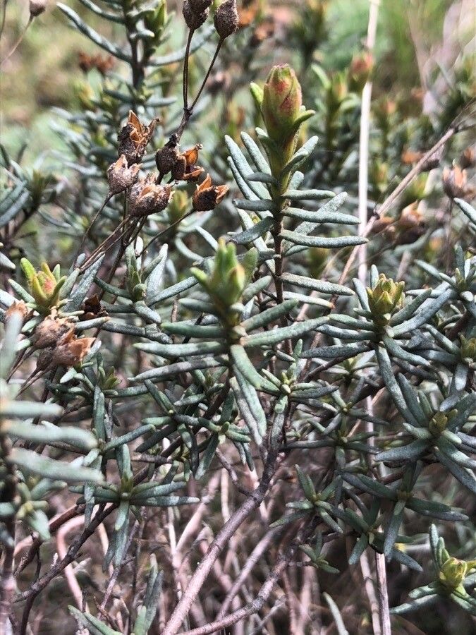 Cistus clusii — related species from the same genus