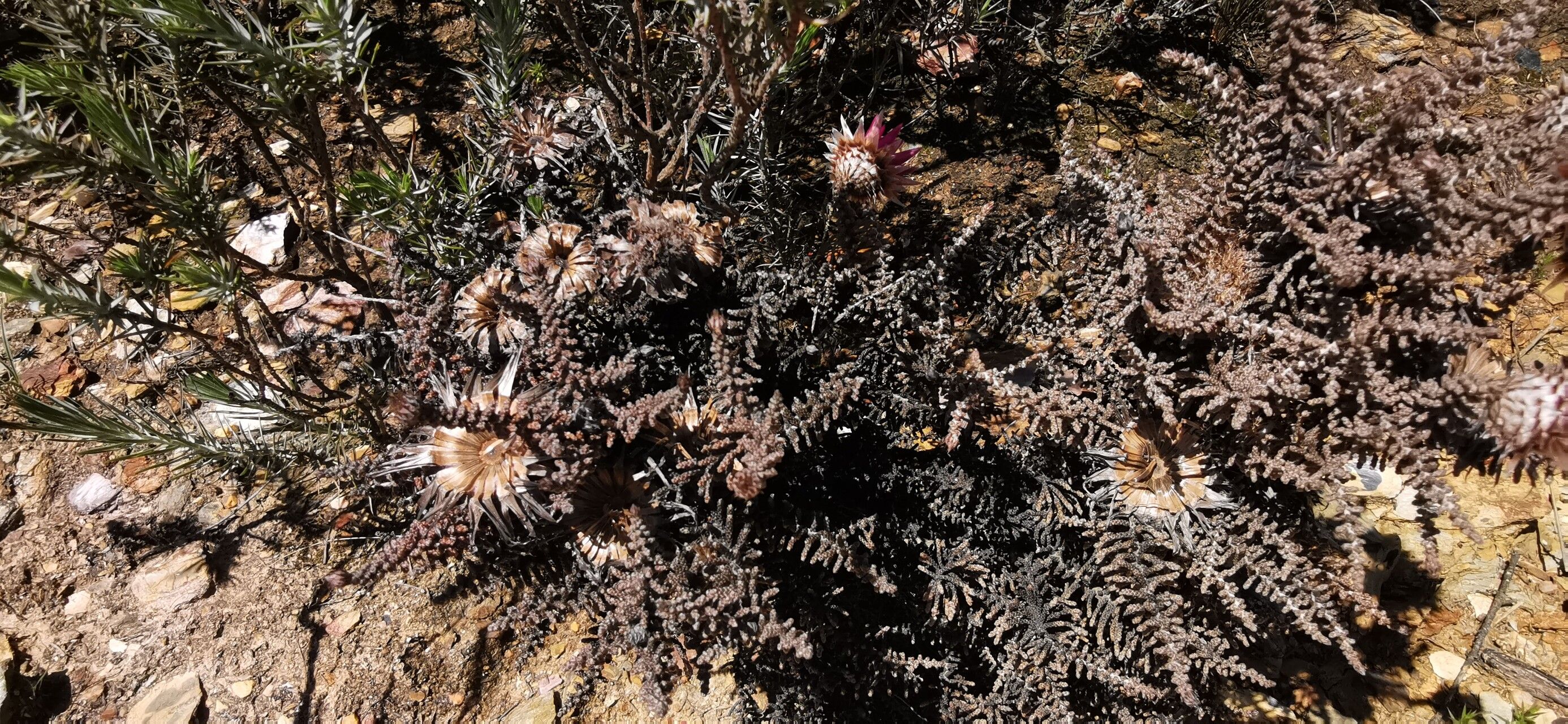 Helichrysum milfordiae fruit