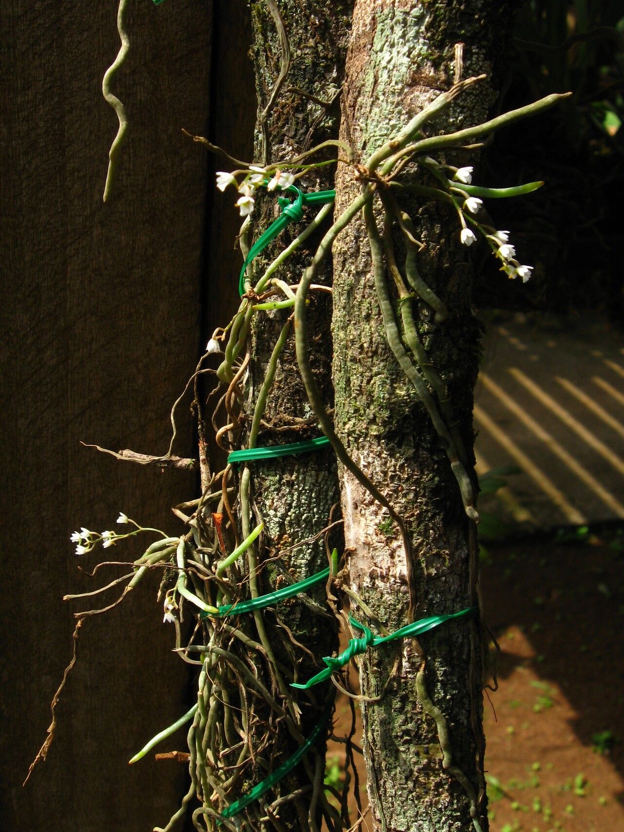 Microcoelia globulosa habit
