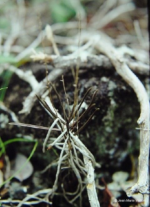 Sarcochilus rarus habit