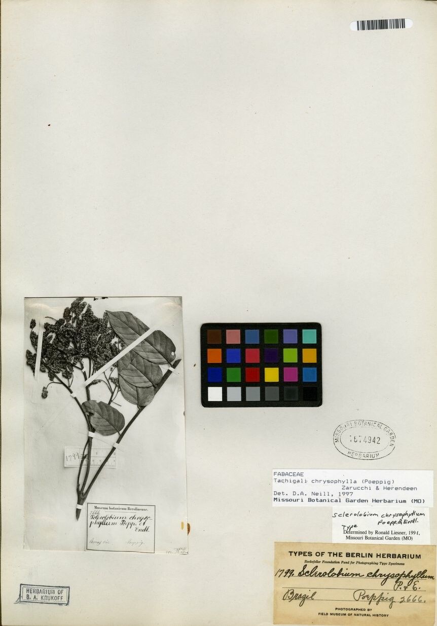 Tachigali chrysophylla — houseplant care guide