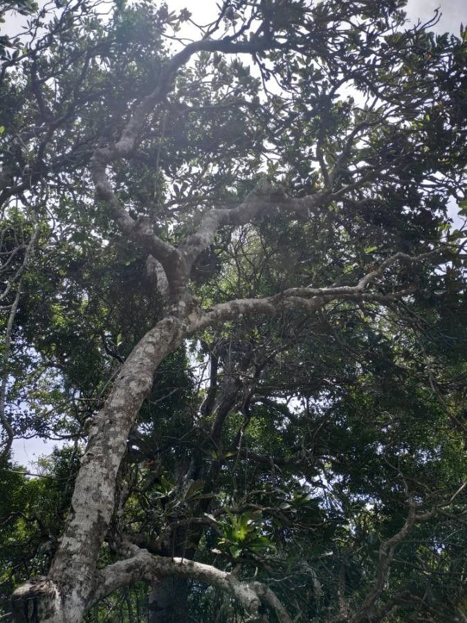 Semecarpus atra habit