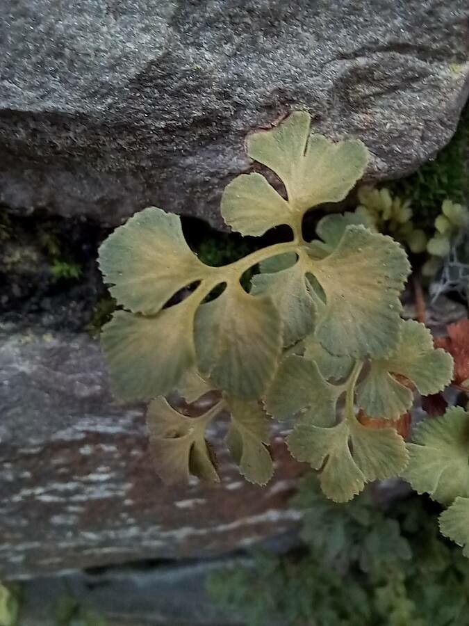 Asplenium ruta-muraria