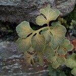 Asplenium ruta-muraria