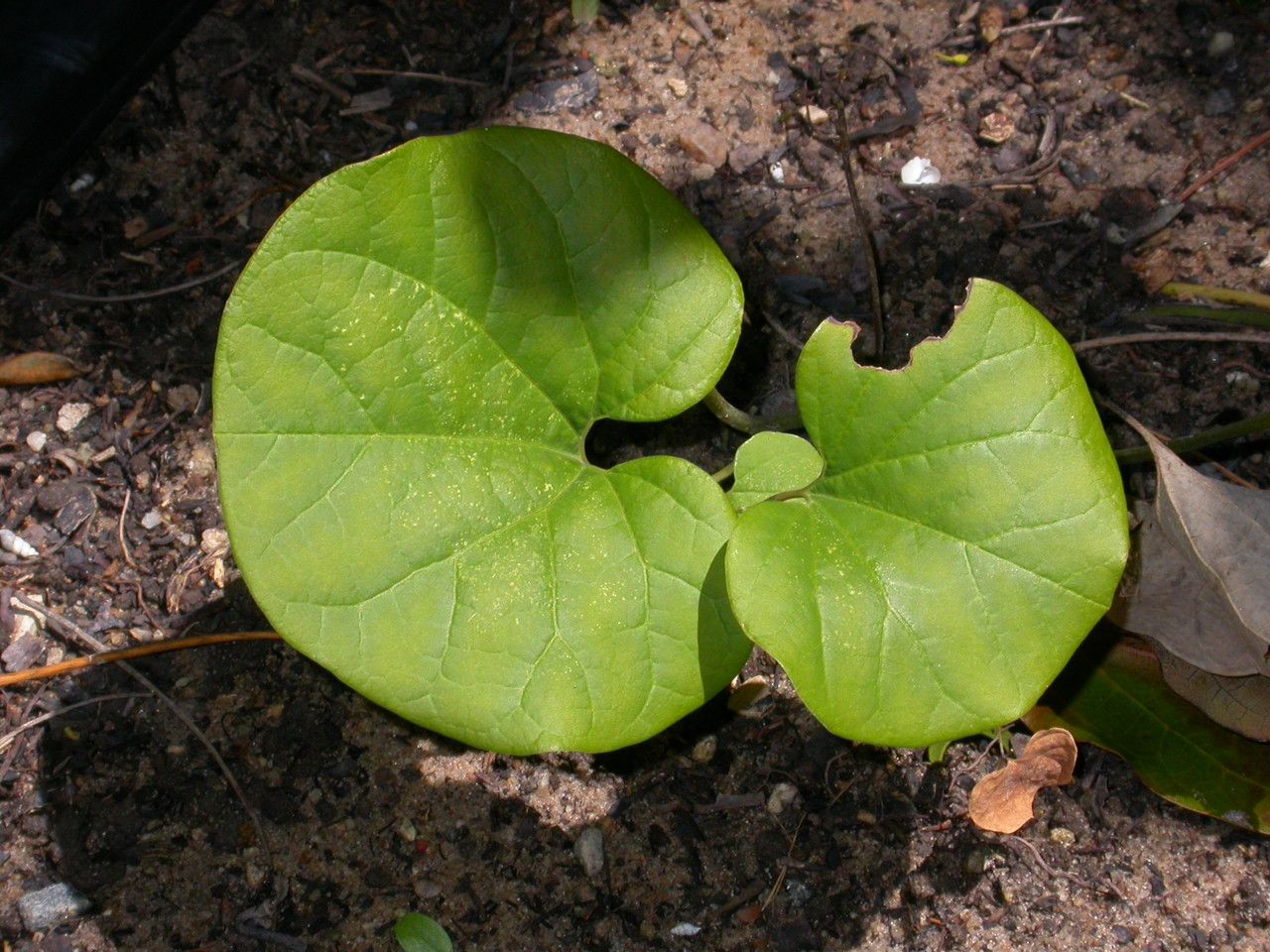 Aristolochia holostylis — search result for 'Aristolochia'