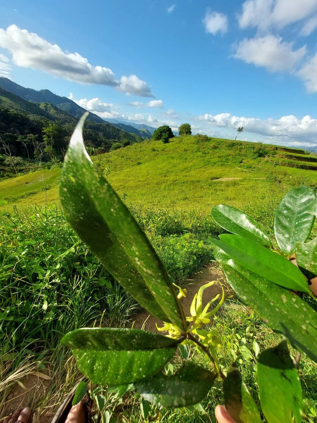 Artabotrys monteiroae other