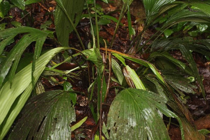 Asplundia brachyphylla habit
