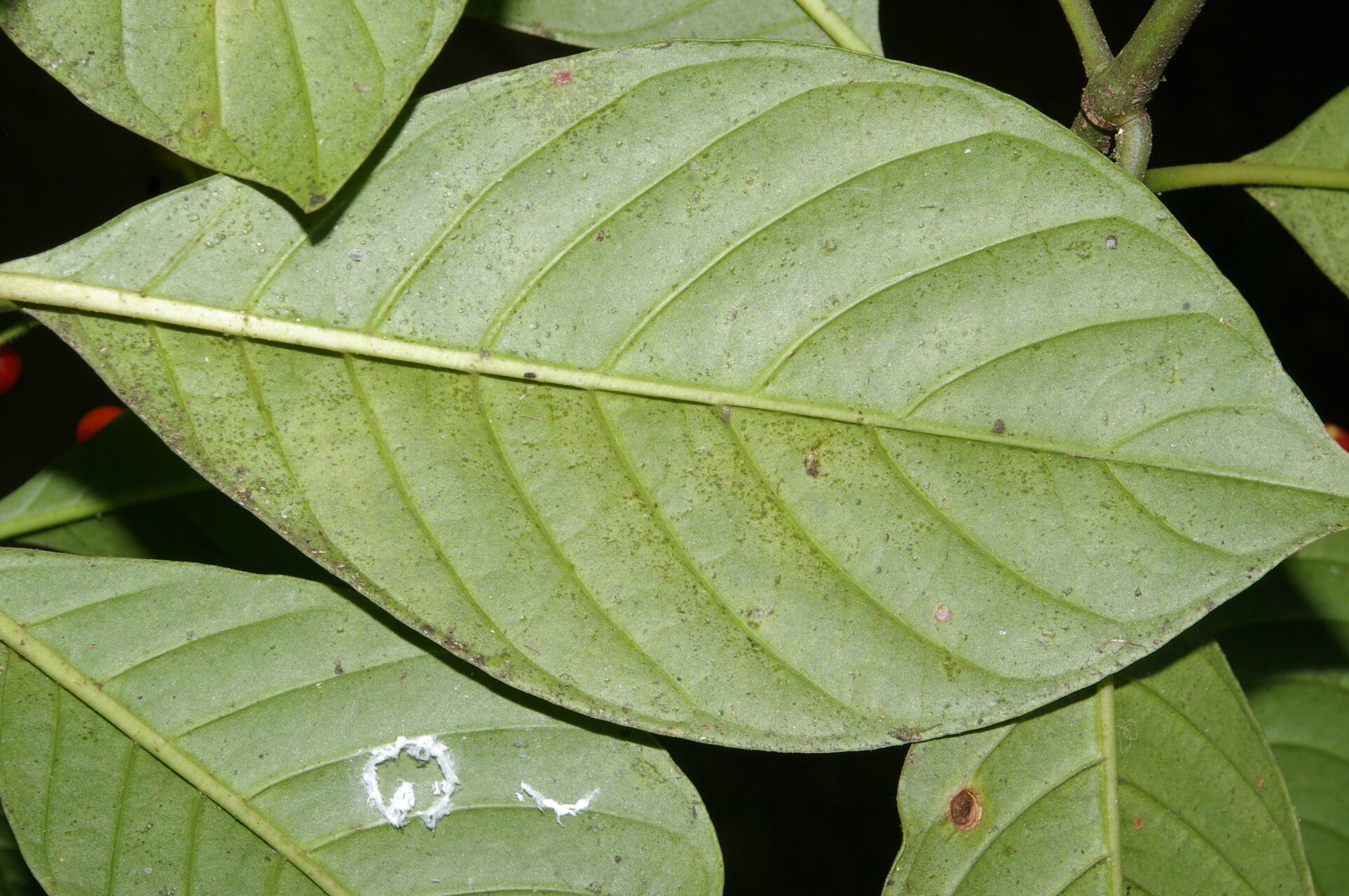 Psychotria sylvivaga — houseplant care guide